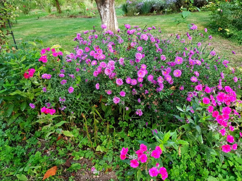  - 2020 Septembrie Aster