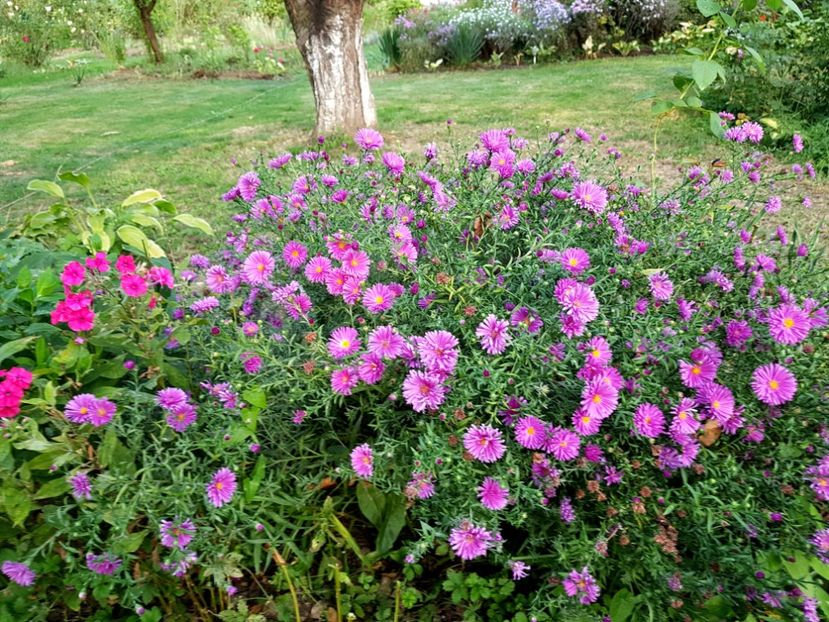  - 2020 Septembrie Aster