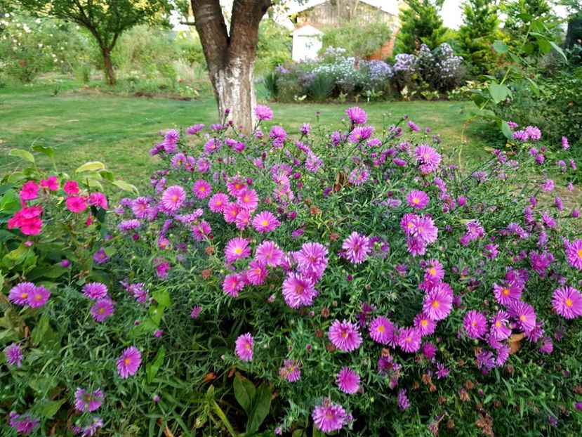  - 2020 Septembrie Aster