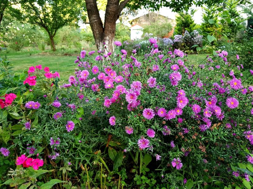 - 2020 Septembrie Aster