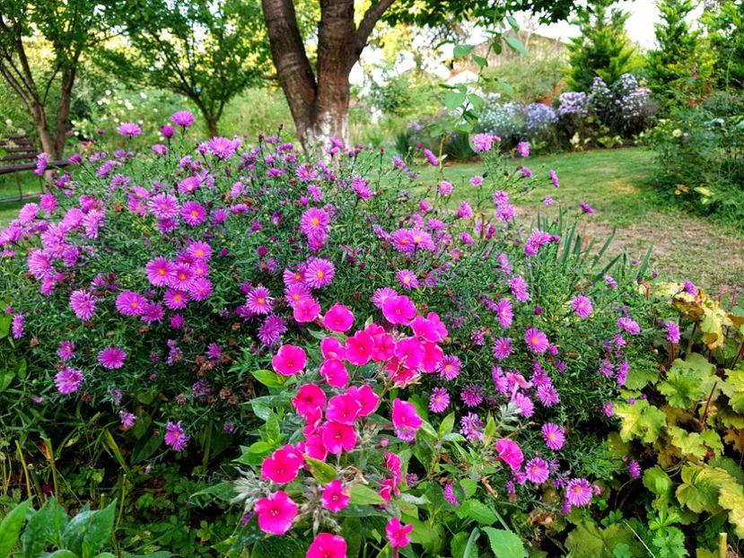  - 2020 Septembrie Aster
