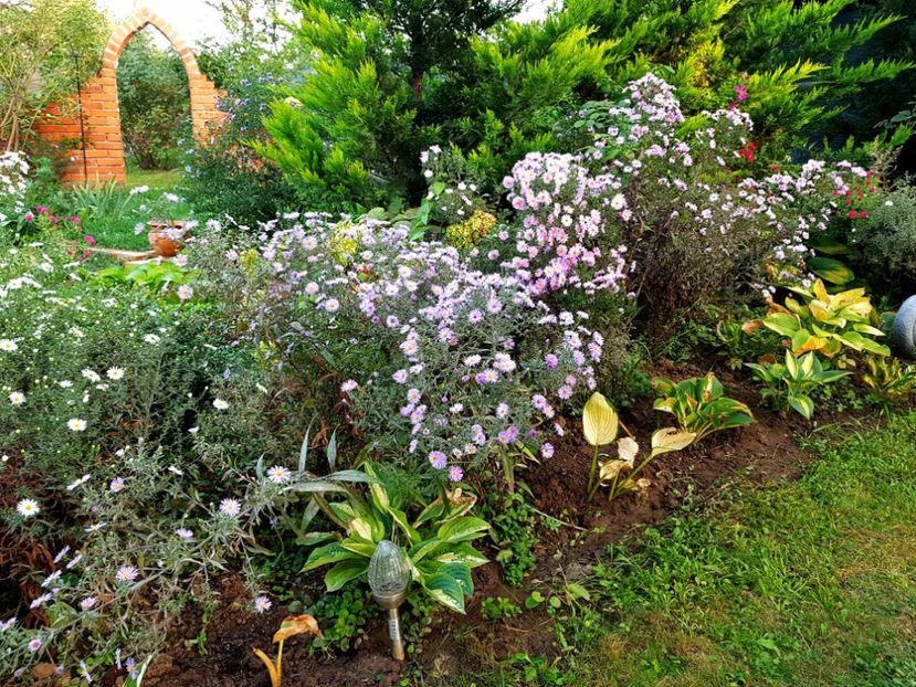  - 2020 Septembrie Aster
