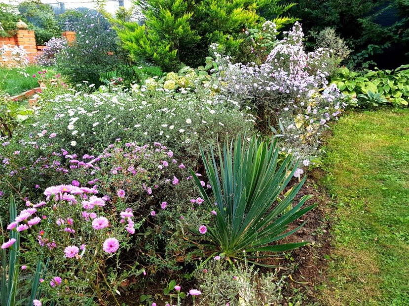  - 2020 Septembrie Aster