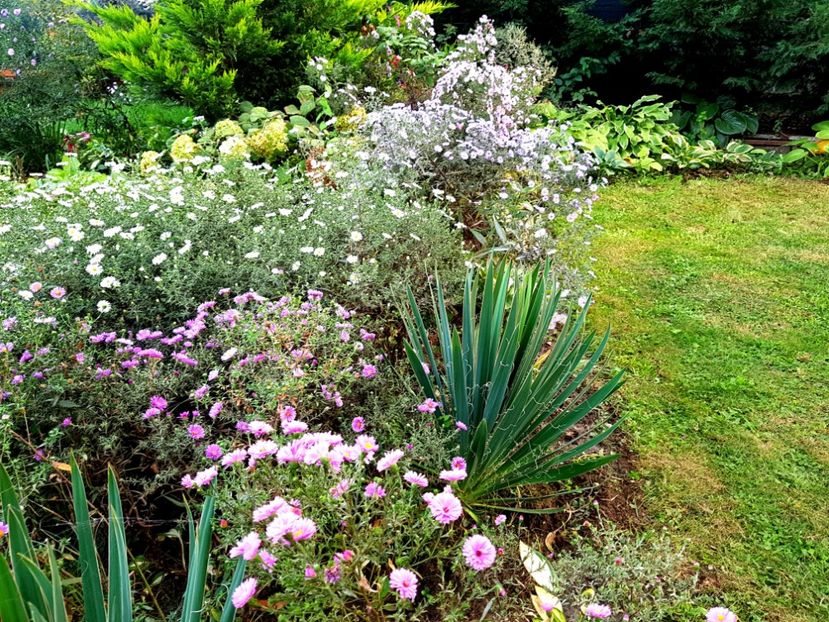  - 2020 Septembrie Aster