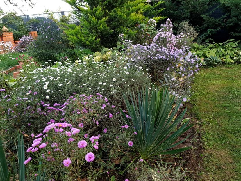 - 2020 Septembrie Aster