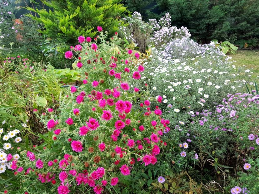  - 2020 Septembrie Aster