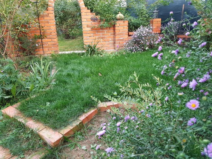  - 2020 Septembrie Aster