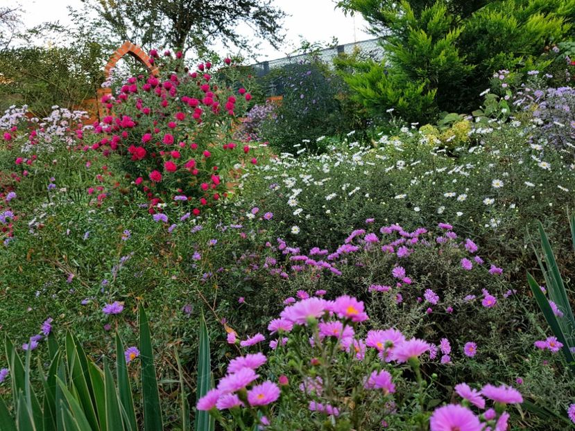  - 2020 Septembrie Aster