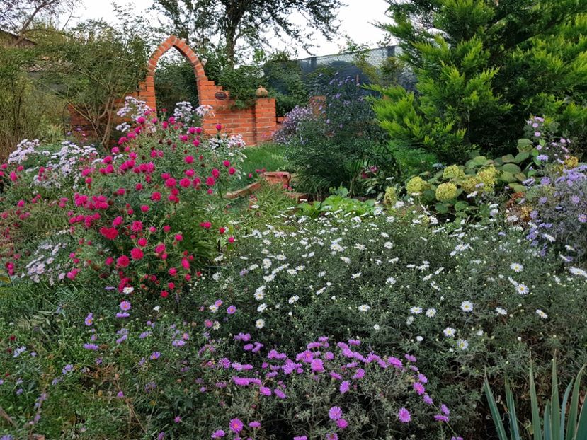  - 2020 Septembrie Aster