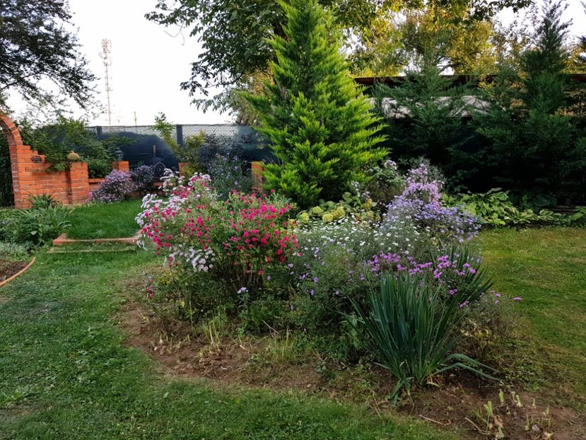  - 2020 Septembrie Aster