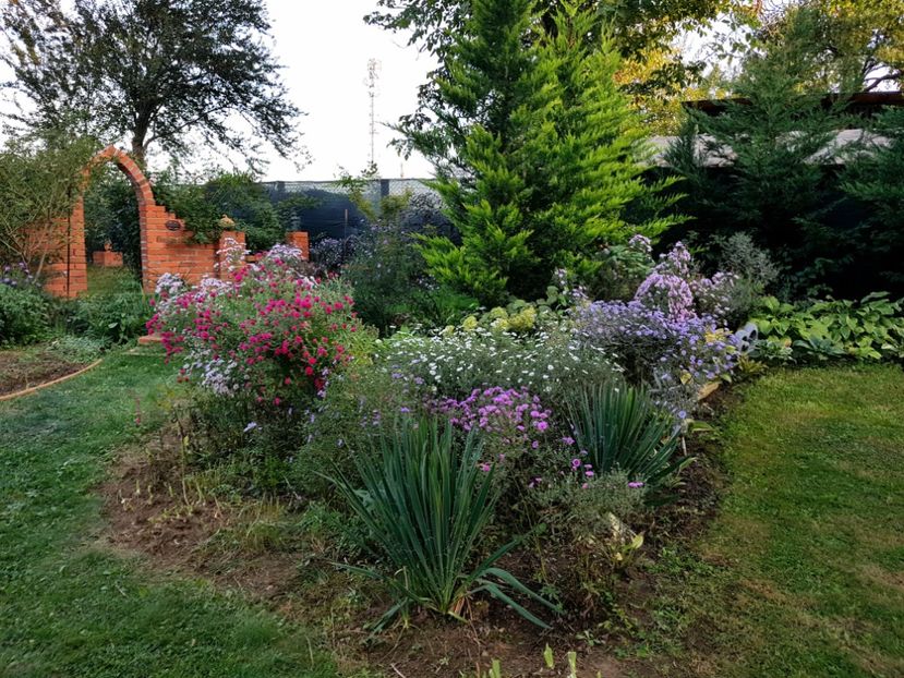  - 2020 Septembrie Aster