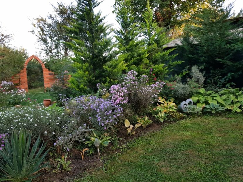  - 2020 Septembrie Aster