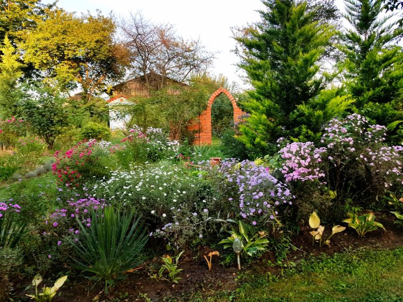  - 2020 Septembrie Aster