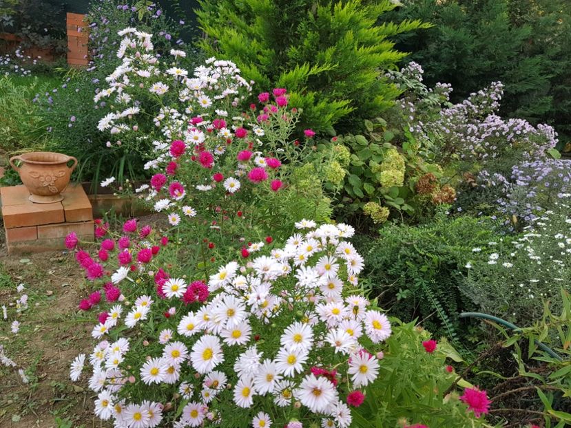  - 2020 Septembrie Aster