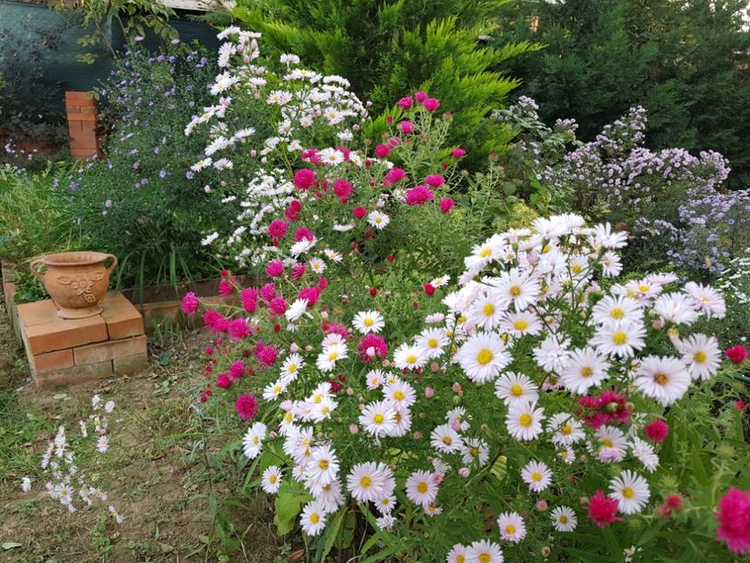  - 2020 Septembrie Aster