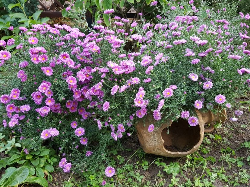  - 2020 Septembrie Aster