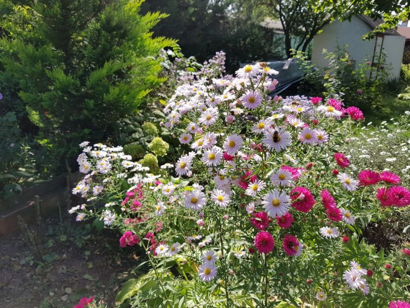  - 2020 Septembrie Aster
