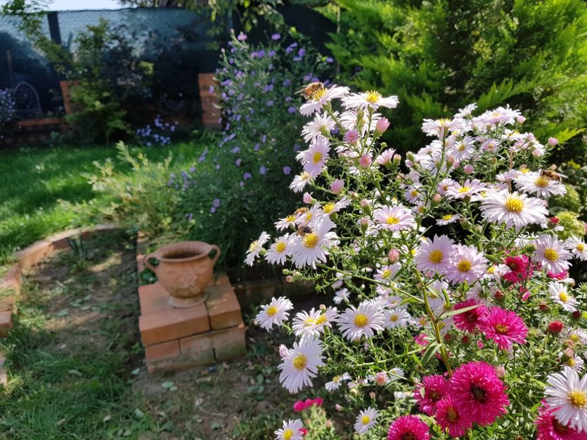  - 2020 Septembrie Aster