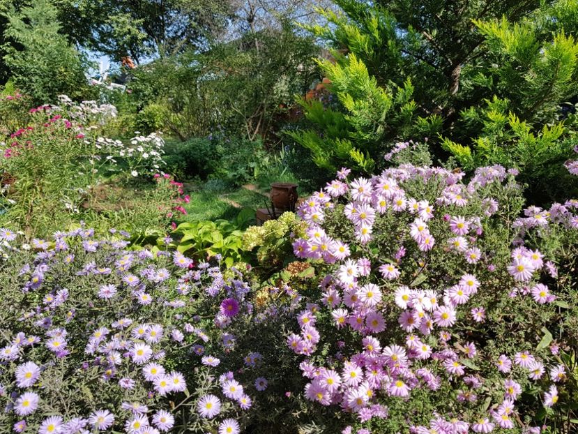  - 2020 Septembrie Aster