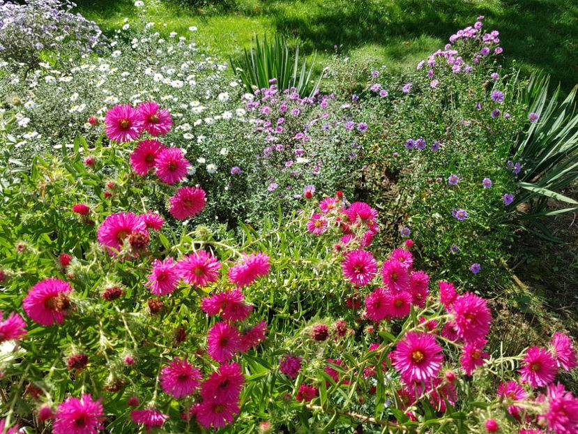  - 2020 Septembrie Aster