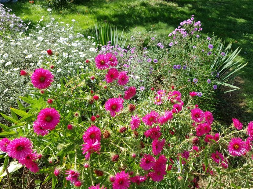  - 2020 Septembrie Aster