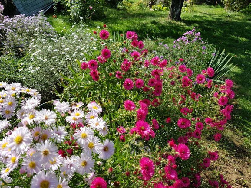  - 2020 Septembrie Aster