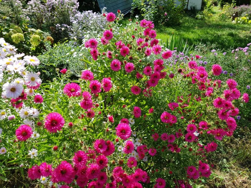  - 2020 Septembrie Aster