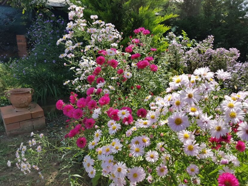  - 2020 Septembrie Aster