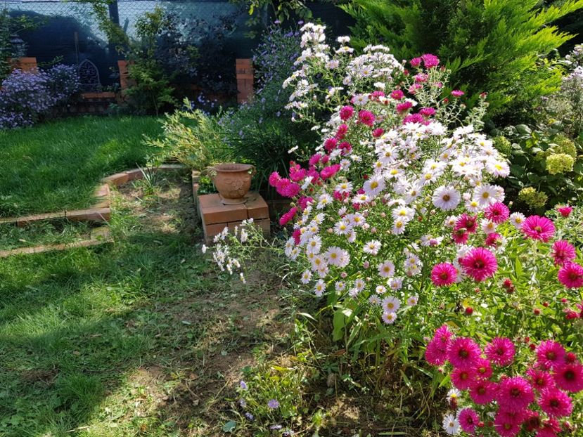  - 2020 Septembrie Aster