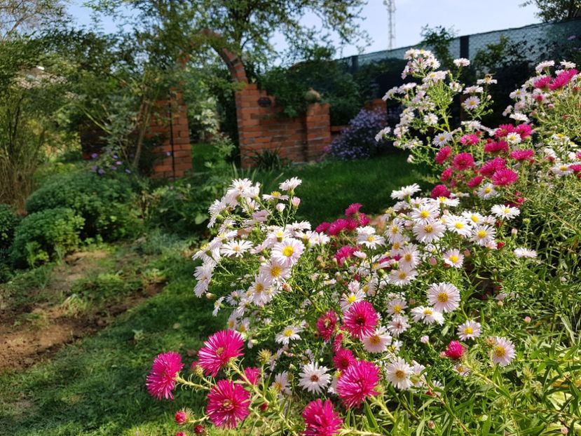  - 2020 Septembrie Aster