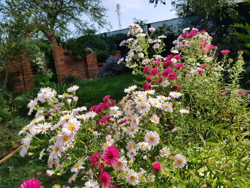  - 2020 Septembrie Aster