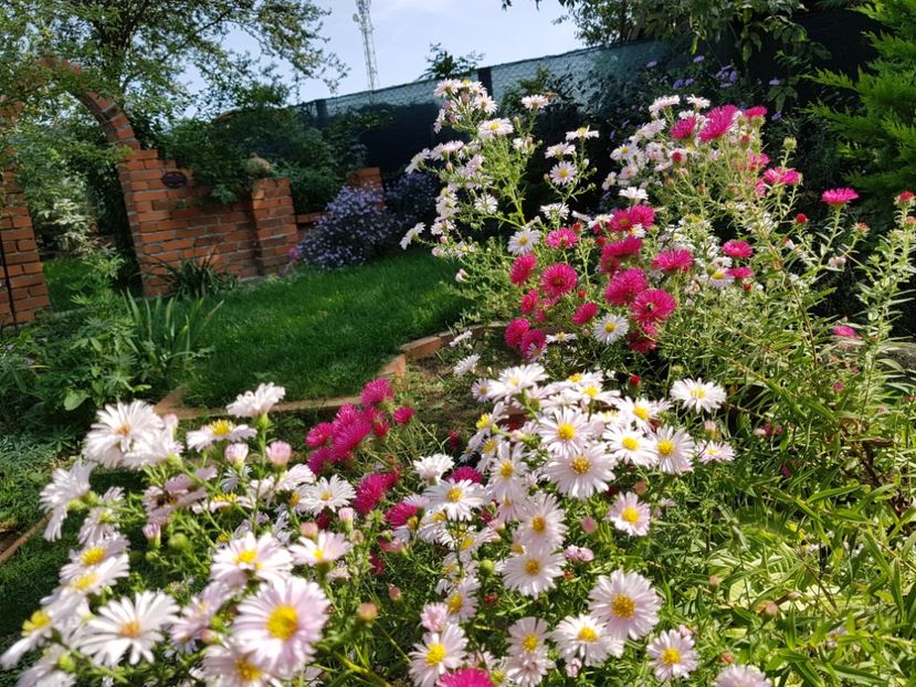  - 2020 Septembrie Aster
