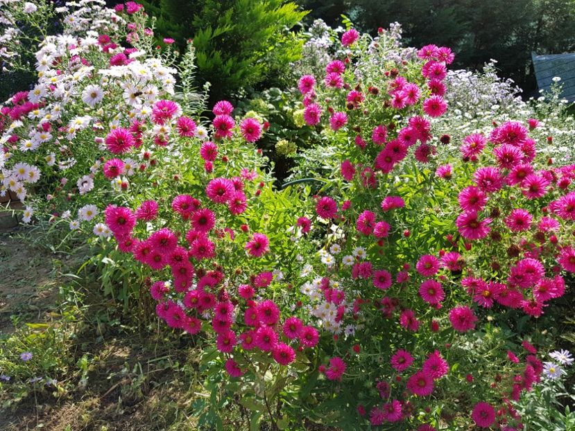  - 2020 Septembrie Aster