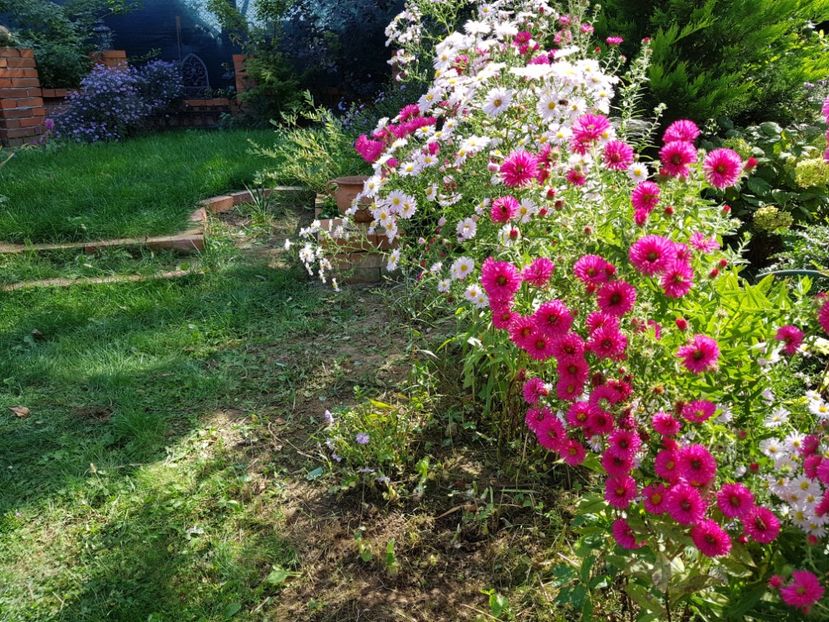  - 2020 Septembrie Aster