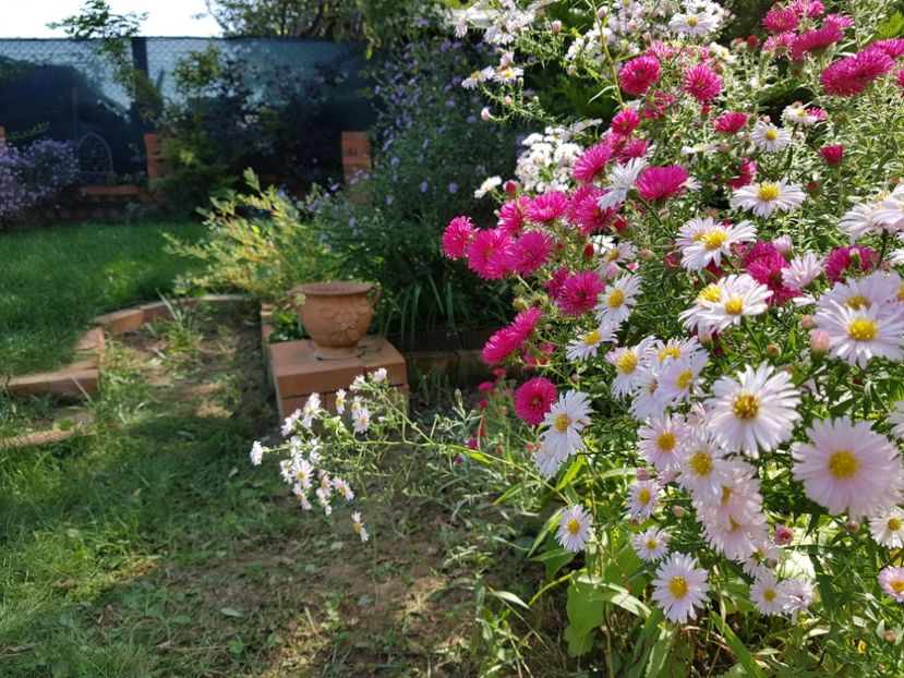  - 2020 Septembrie Aster