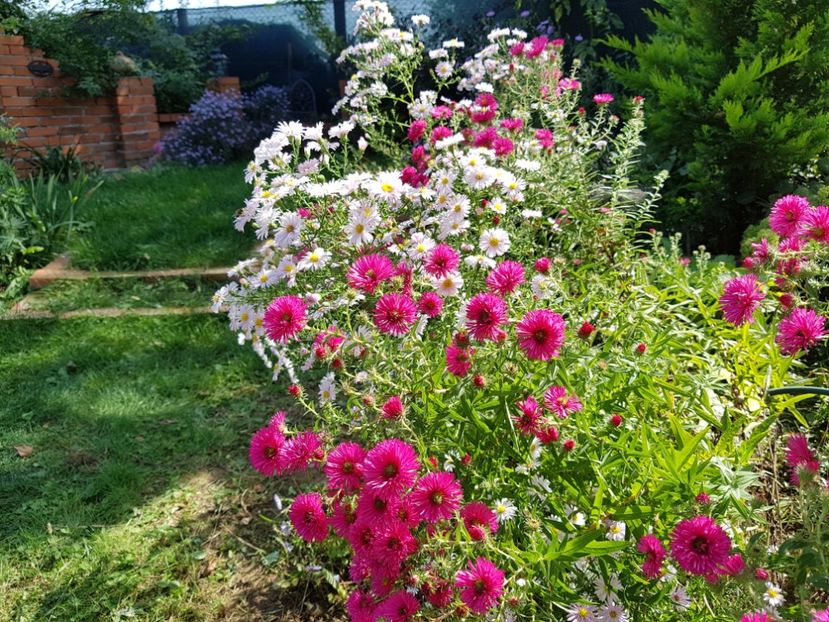  - 2020 Septembrie Aster