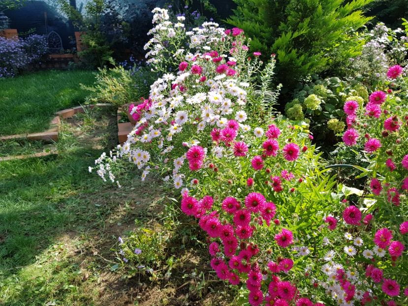  - 2020 Septembrie Aster