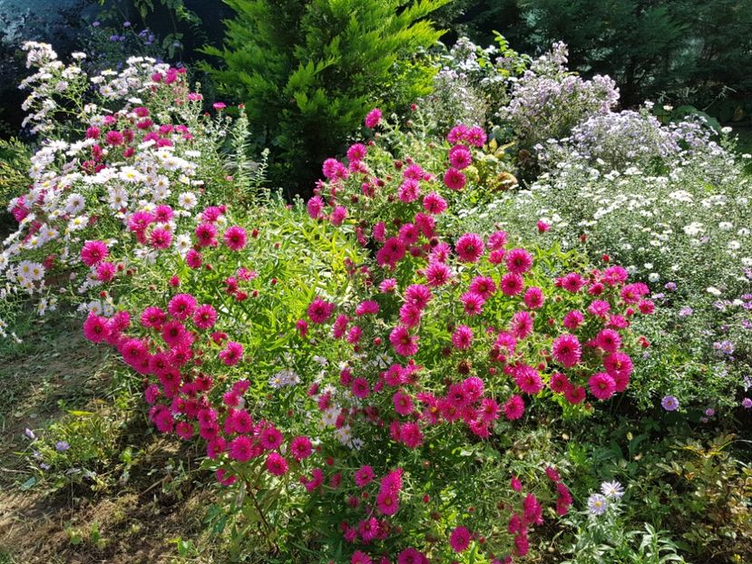  - 2020 Septembrie Aster