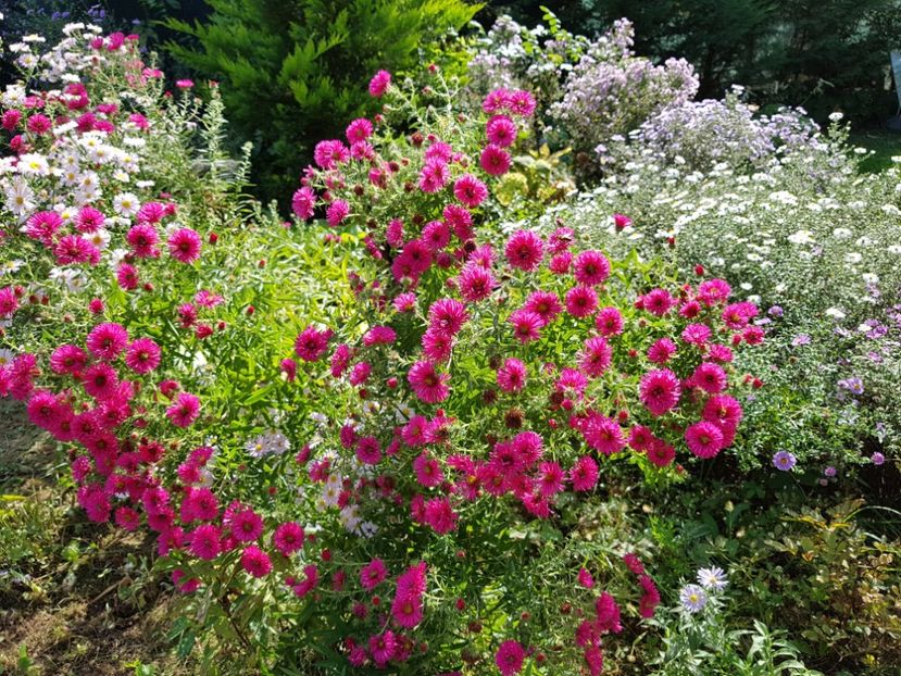  - 2020 Septembrie Aster