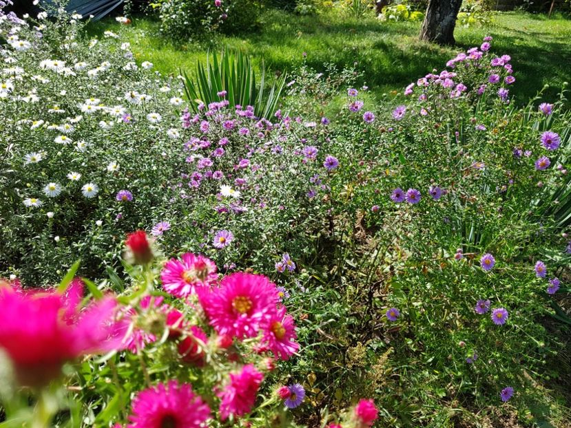  - 2020 Septembrie Aster