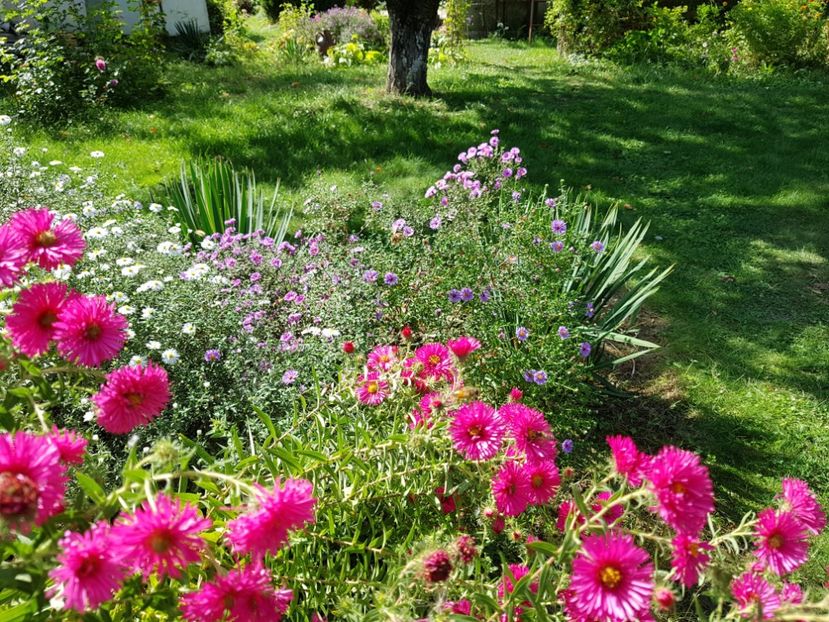  - 2020 Septembrie Aster
