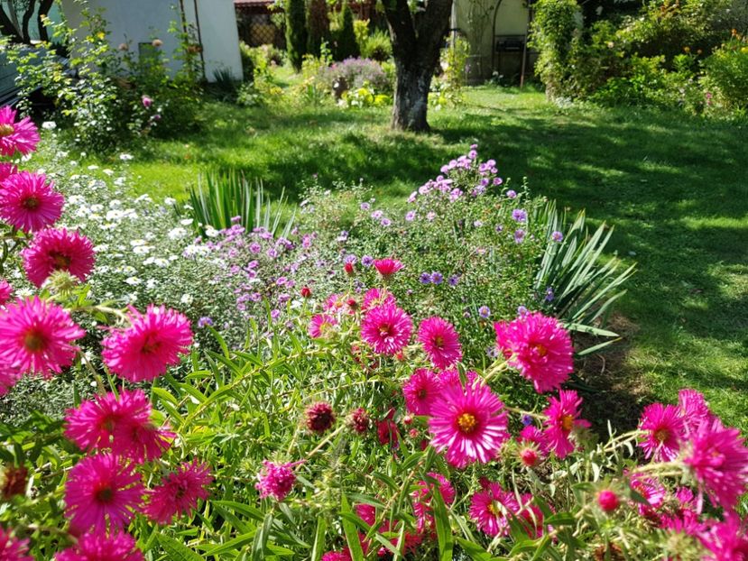  - 2020 Septembrie Aster