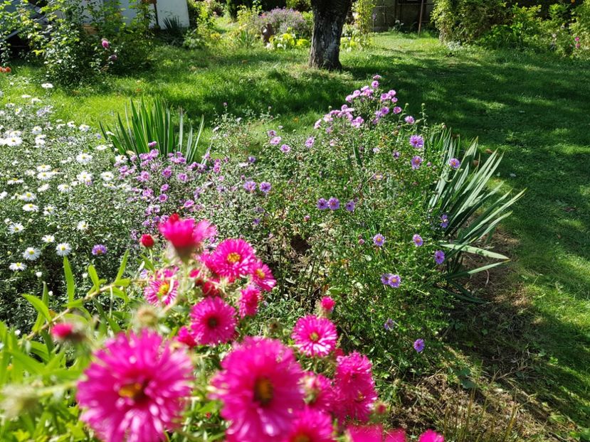  - 2020 Septembrie Aster