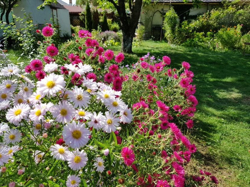  - 2020 Septembrie Aster