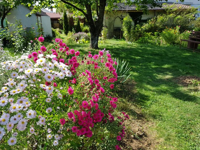  - 2020 Septembrie Aster