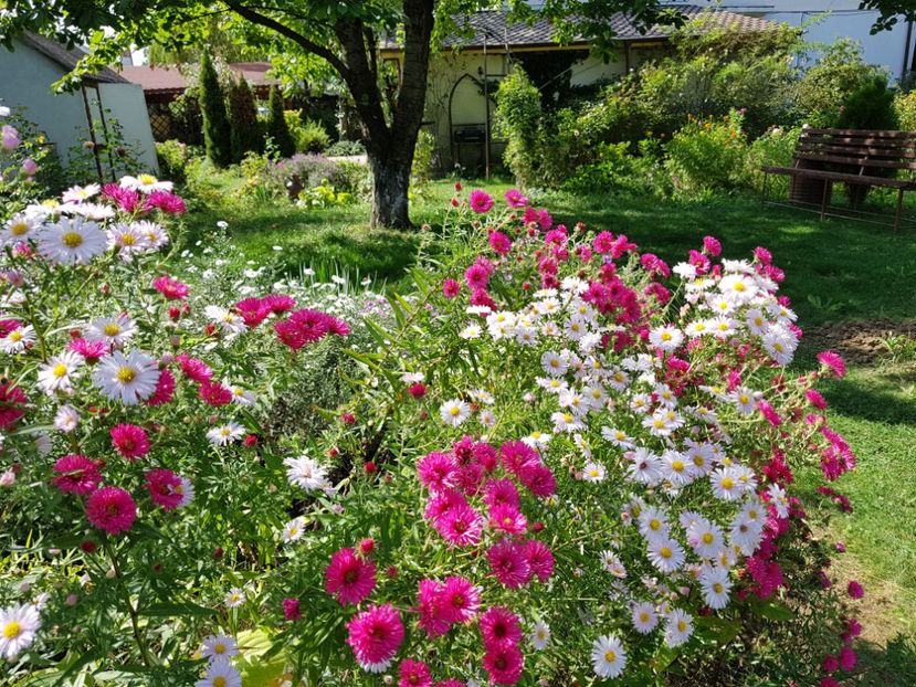  - 2020 Septembrie Aster