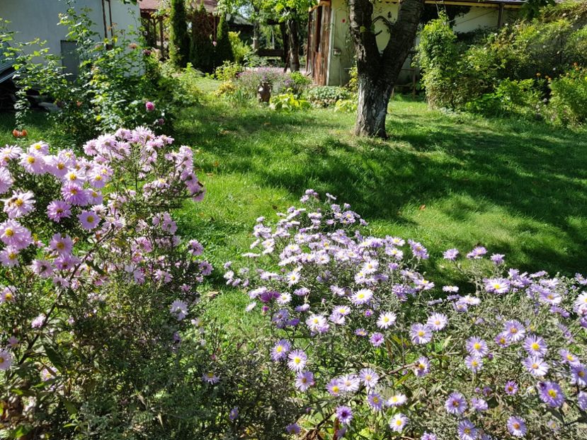  - 2020 Septembrie Aster