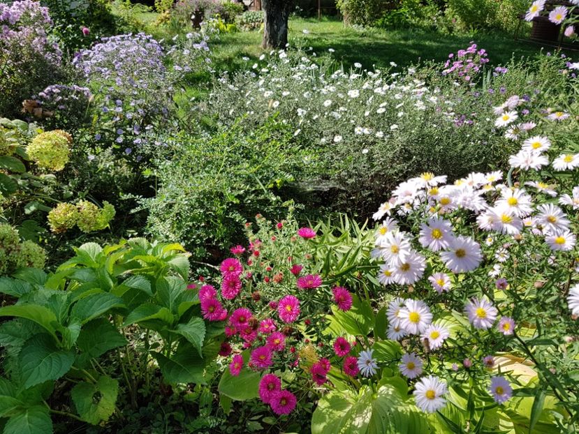  - 2020 Septembrie Aster