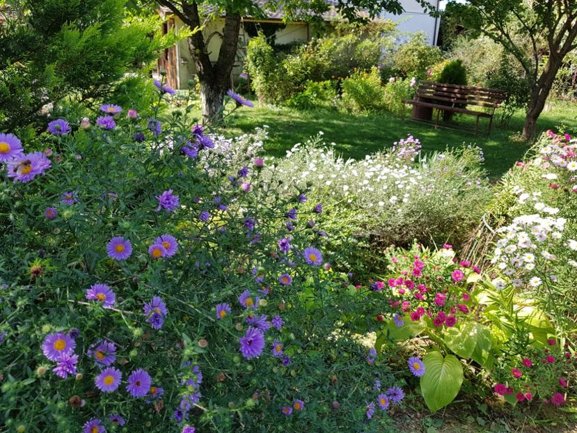  - 2020 Septembrie Aster
