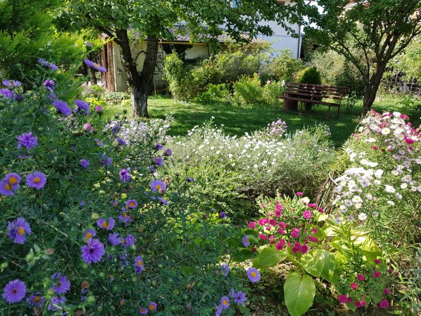  - 2020 Septembrie Aster